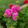 Geranium – Calliope Large Lavender – 10″ Patio Pot